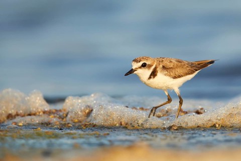 Kentish Plover (Charadrius alexandrinus) on beach, Spain