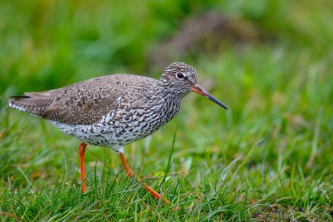 Common Redshank (Tringa totanus), Netherlands