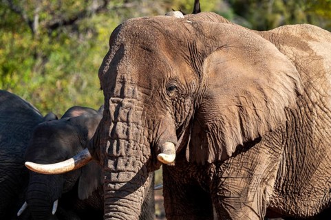 African elephant (Loxodonta africana), desert elephant, riverbed of the Ugab River, Damaraland,