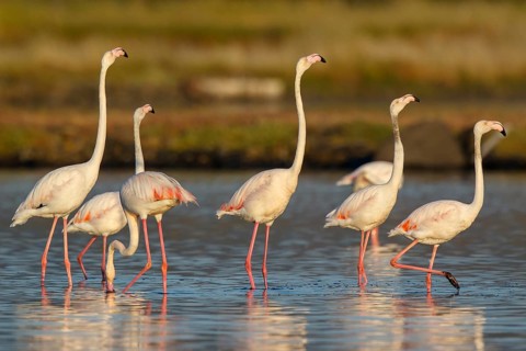Greater Flamingo (Phoenicopterus roseus) group in shallow water, Lesvos, Greece