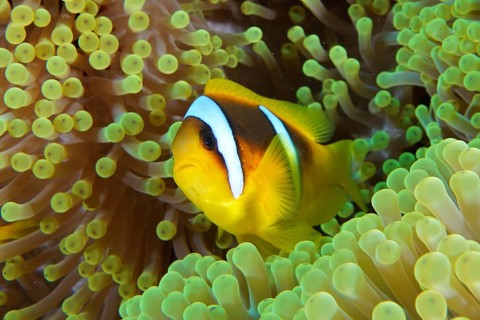 Red sea anemonefish (Amphiprion bicinctus)