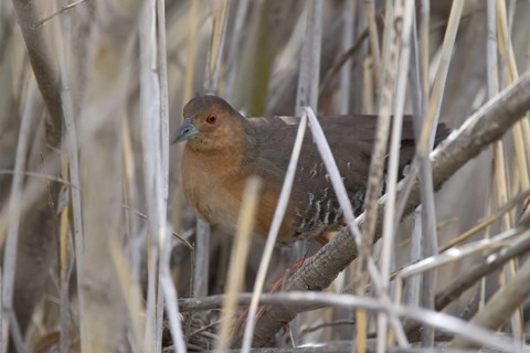 Band-bellied Crake (Porzana paykullii) in reed, Dornod-Aimag, Mongolia