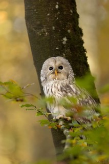 Ural Owl (Strix uralensis) captive, Baden-Wuerttemberg, Germany
