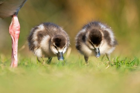 Egyptian goose (Alopochen aegyptiaca) cute chicks on a meadow at the shore of a lake, Bavaria,
