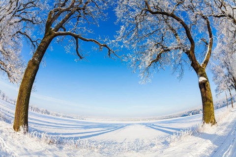Oak tree avenue, (Quercus robur), trees covered in frost and snow, in winter, with a clear blue
