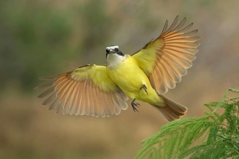 Great Kiskadee (Pitangus sulphuratus) flying, Texas, USA