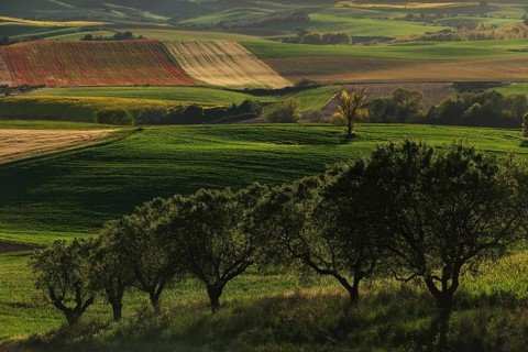 Scenic rural landscape featuring rolling hills with vibrant green and red crops under a clear sky.