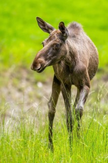 Eurasian elk (Alces alces) walking on a meadow in early summer, Bavarian Forest, Bavaria, Germany