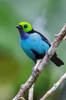 Paradise Tanager (Tangara chilensis) perched on a branch in Manu National Park, Peru