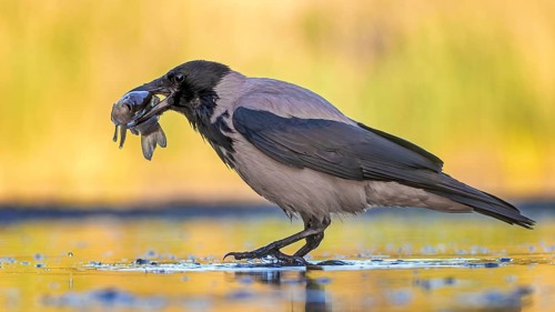 Hooded Crow (Corvus cornix) eating fish, Hungary