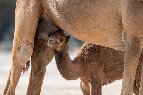 Dromedary (Camelus dromedarius), camel, young animal with mother, Oman