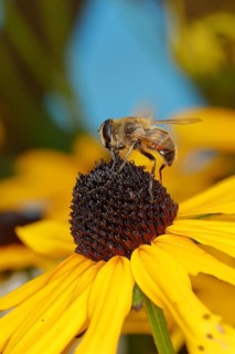 Dronefly (Eristalis tenax) on yellow coneflower (Echinacea paradoxa), Wilden, North