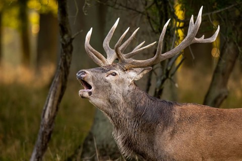 Red deer (Cervus elaphus) in rut, roaring, hunting, Klamptenborg, Copenhagen, Denmark