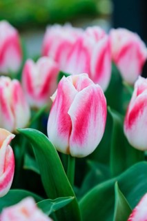 Gönningen tulip blossom, tulips (Tulipa), flowers, white, red, two-coloured blossoms, spring