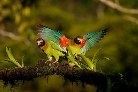 Brown-hooded Parrot (Pyrilia haematotis), Costa Rica