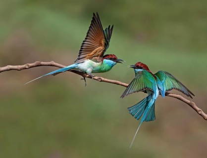 Blue-throated Bee-eater (Merops viridis), Malaysia