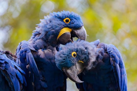 Two hyacinth macaws (Anodorhynchus hyacinthinus) sit on a dead branch at the edge of the forest and