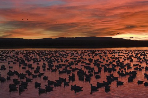 Snow Goose (Anser caerulescens), New Mexico, USA