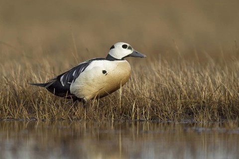 Steller's Eider (Polysticta stelleri) male, Alaska, USA