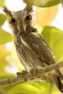 Northern White-faced Owl (Ptilopsis leucotis), Gambia