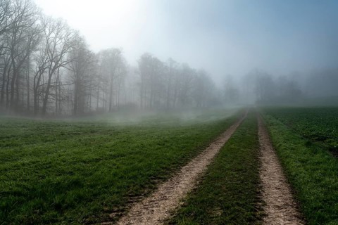 A foggy morning at the edge of a forest with a dirt track leading into the distance, Weserbergland,