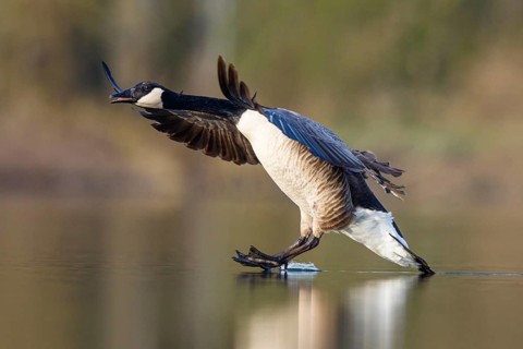 Canada Goose (Branta canadensis) landing, North Rhine-Westphalia, Germany