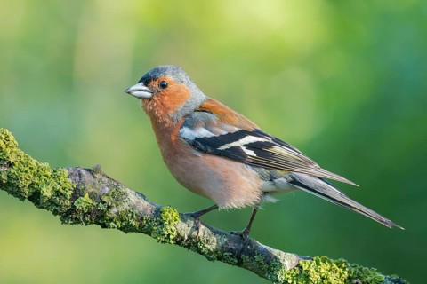 Common Chaffinch (Fringilla coelebs) male perched on a branch, Lower Saxony, Germany