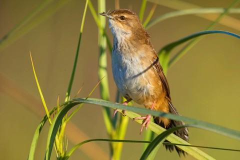 African Bush Warbler, Bradyperus baboecala, Little Rush Warbler, Little Rush Warbler, Mégalure