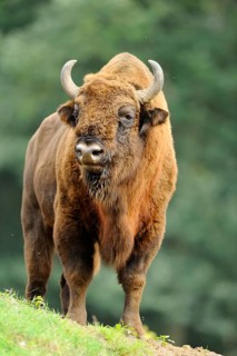 A bison stands in a meadow in front of a blurred forest background, bison (Bos bonasus), Germany