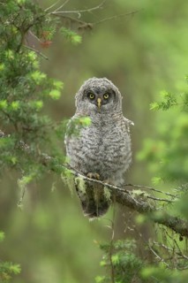 Great Grey Owl (Strix nebulosa) juvenile perched on a branch, British Columbia, Canada