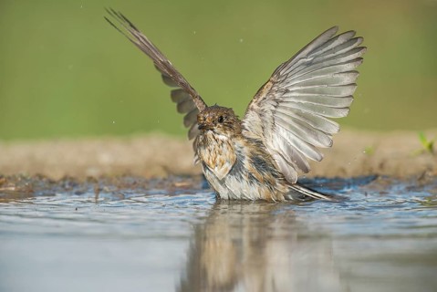 European Pied Flycatcher (Ficedula hypoleuca) bathing in a waterhole, Aosta Valley, Italy