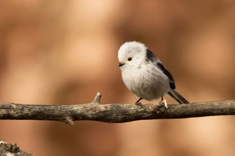 Long-tailed Tit (Aegithalos caudatus) perched on a branch, Bavaria, Germany