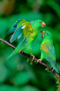 Two Orange-chinned Parakeets (Brotogeris jugularis) quarreling, Costa Rica