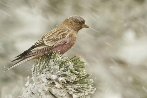 Brown-capped Rosy Finch (Leucosticte australis), New Mexico, USA