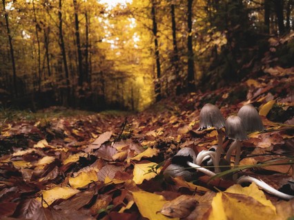 Autumn forest with colourful leaves and a few mushrooms, gypsophila (Coprinellus micaceus) on the