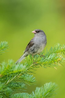 Dark-eyed Junco Junco hyemalis east of Beaver, Utah, United States 4 July Adult singing.