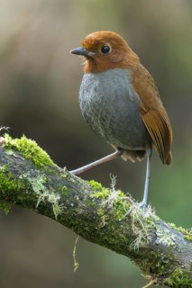 Bicolored Antpitta (Grallaria rufocinerea) perched on a branch in Colombia, South America