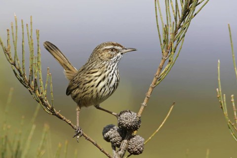Rufous Fieldwren (Calamanthus campestris winiam), Victoria, Australia