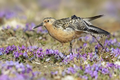 Red Knot (Calidris canutus), Alaska, USA