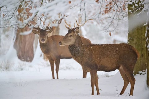 Two deer in a snowy forest. One is looking to the side, the other is partially obscured, winter,