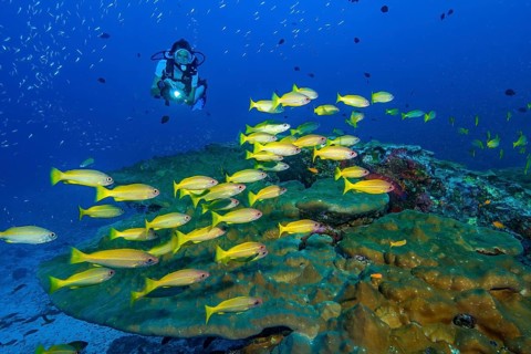 Underwater photo of diver swimming towards illuminated small shoal of Common Snapper (Lutjanus