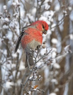 Pine Grosbeak (Pinicola enucleator) male, Saskatchewan, Canada