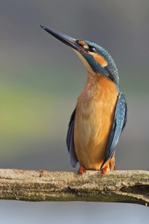 Common Kingfisher (Alcedo atthis) male, Saxony-Anhalt, Germany