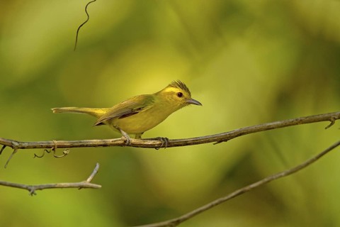 Golden Vireo Vireo hypochryseus hypochryseus El Tuito, Jalisco, Mexico 10 June Adult Vireonidae
