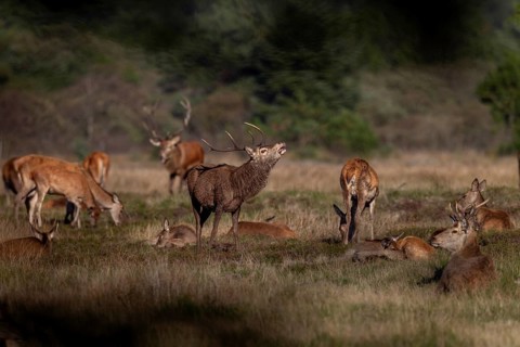 A red deer (Cervus elaphus) tests the mating readiness of a doe that has recently lain in this