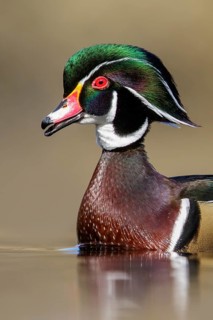 Wood Duck (Aix sponsa) swimming in a pond in Victoria, BC, Canada
