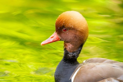 Red-crested pochard (Netta rufina) male and female pairing in lake in summer, Bavaria, Germany