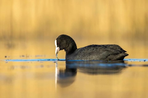 Eurasian Coot (Fulica atra), North Rhine-Westphalia, Germany