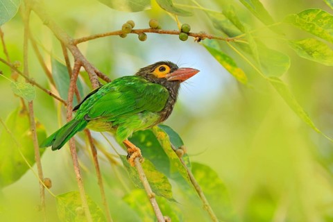 Exotic bird from Sri Lanka. Brown-headed Barbet, Megalaima zeylanica, perched on branch. Bird in