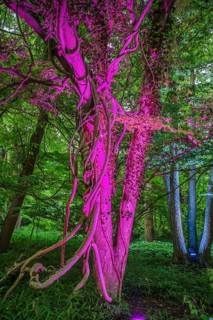 Botanical night, illuminated trees, Botanical Garden, Lichterfelde, Steglitz-Zehlendorf, Berlin,